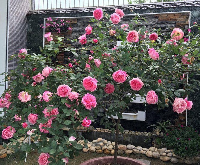 hong sapa hoa hồng đẹp