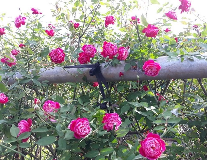 hong hue hoa hồng đẹp