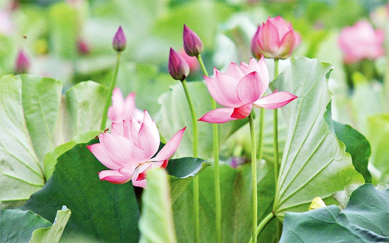 Hoa sen – ý nghĩa, công dụng, phân loại và cách chăm sóc - Gốm sân vườn