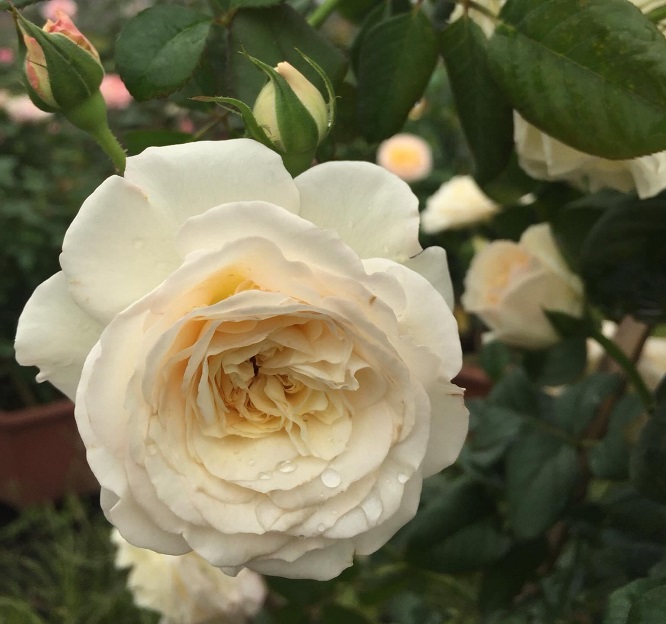 hoa hồng trắng