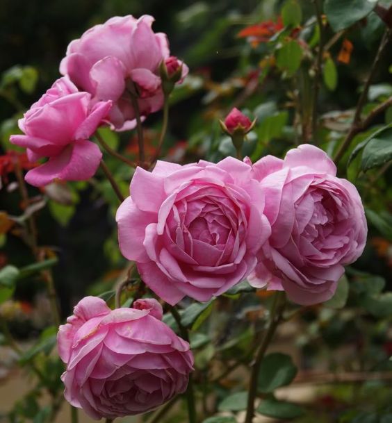 hoa hồng color hồng
