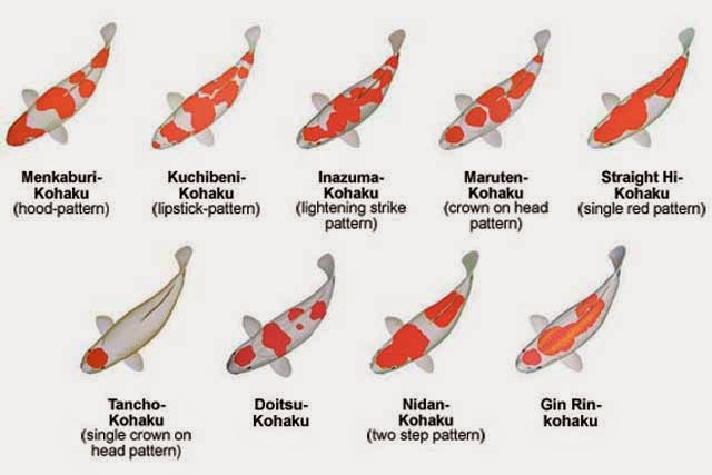 dòng cá Koi Kohaku