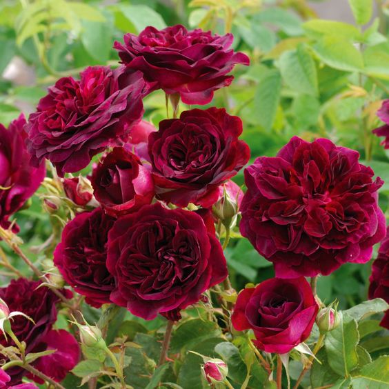 Top 8 Loại Hoa Hồng Đỏ Được Yêu Thích Nhất - Gốm Sân Vườn