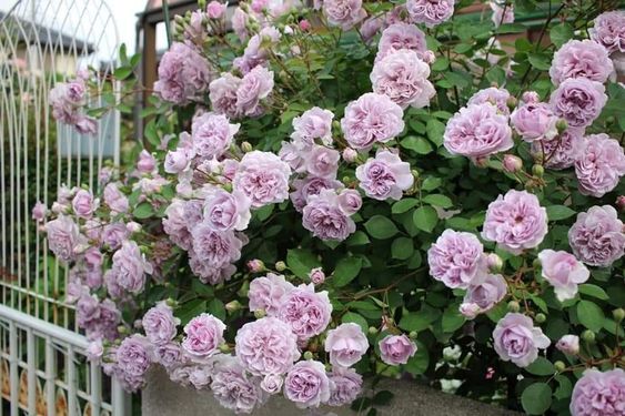10 loại hoa hồng tím đẹp mà bạn không thể rời mắt - Gốm sân vườn