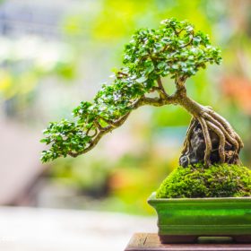 cây bonsai bìa