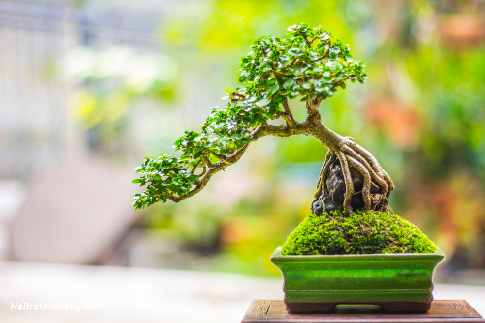 cây bonsai bìa