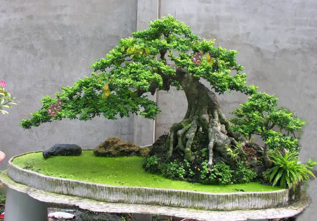 cây cần thăng bonsai