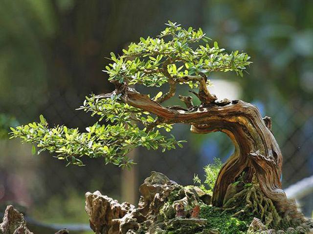 cây linh sam bonsai